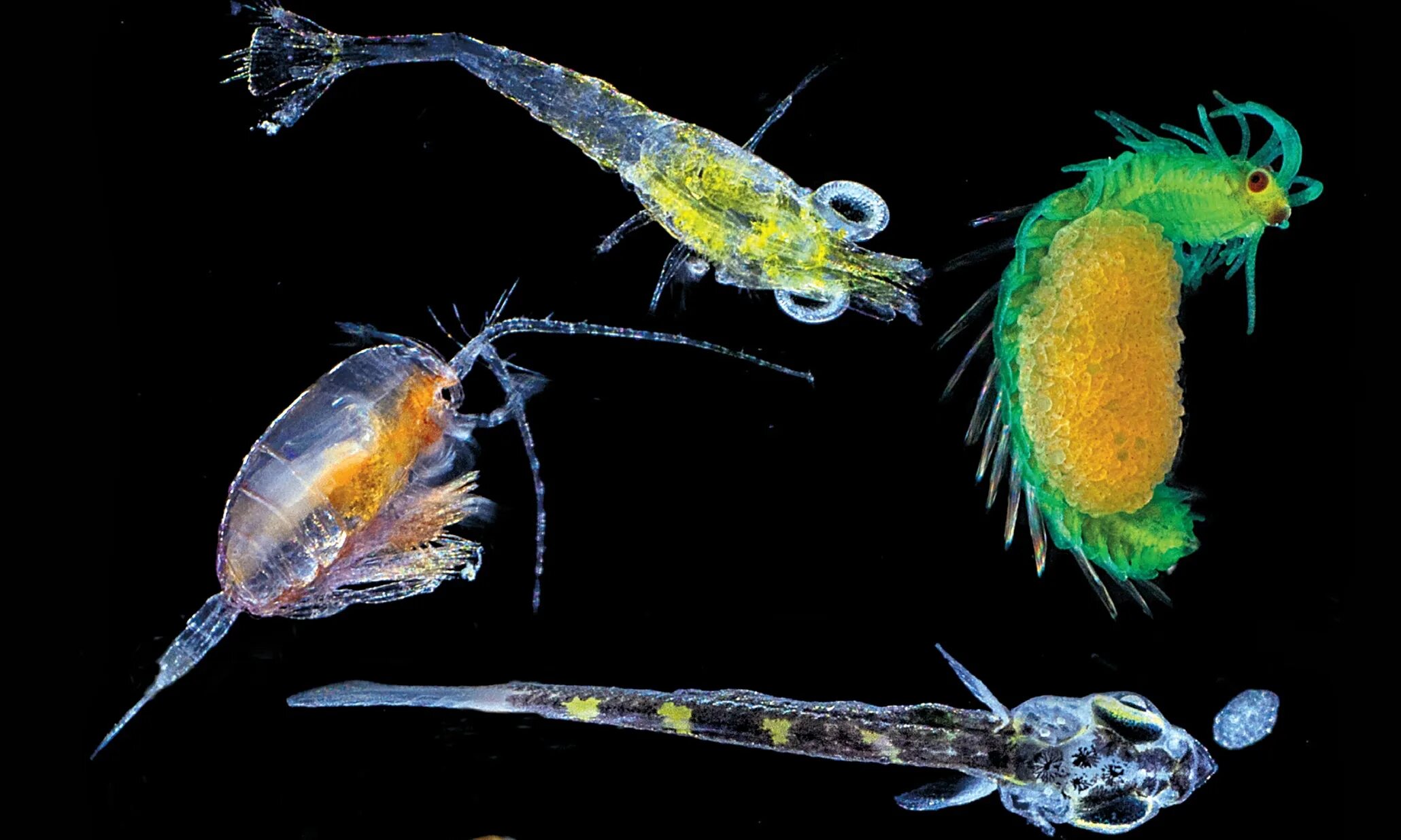 Фитопланктон зоопланктон пищевая