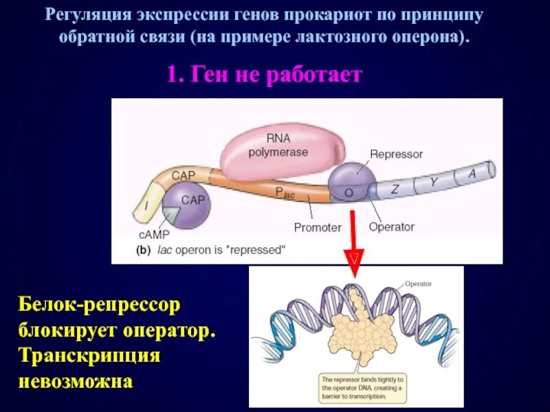 Экспрессия прокариот