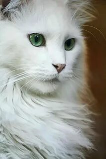 Белый длинношерстный кот