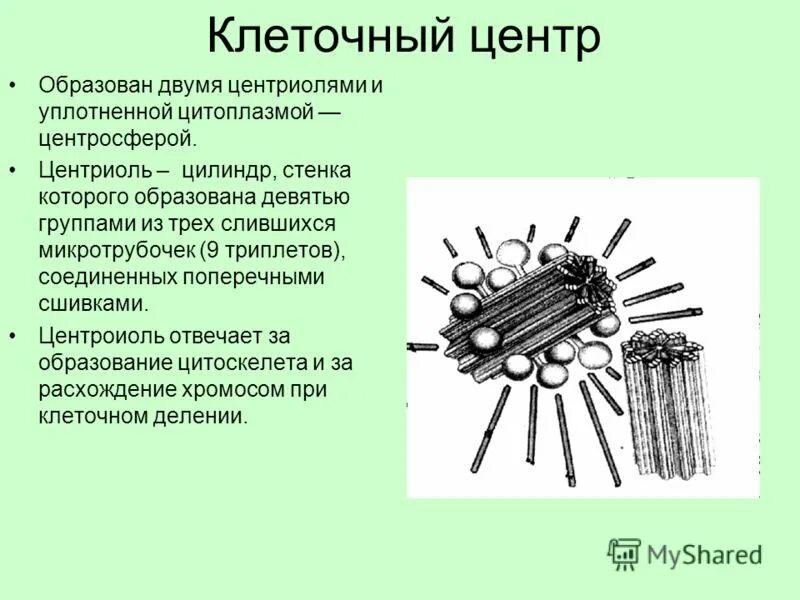 Функции центросомы. Строение центриоли клетки. Центроли животной клетки строение. Клетка центриоли микротрубочки.