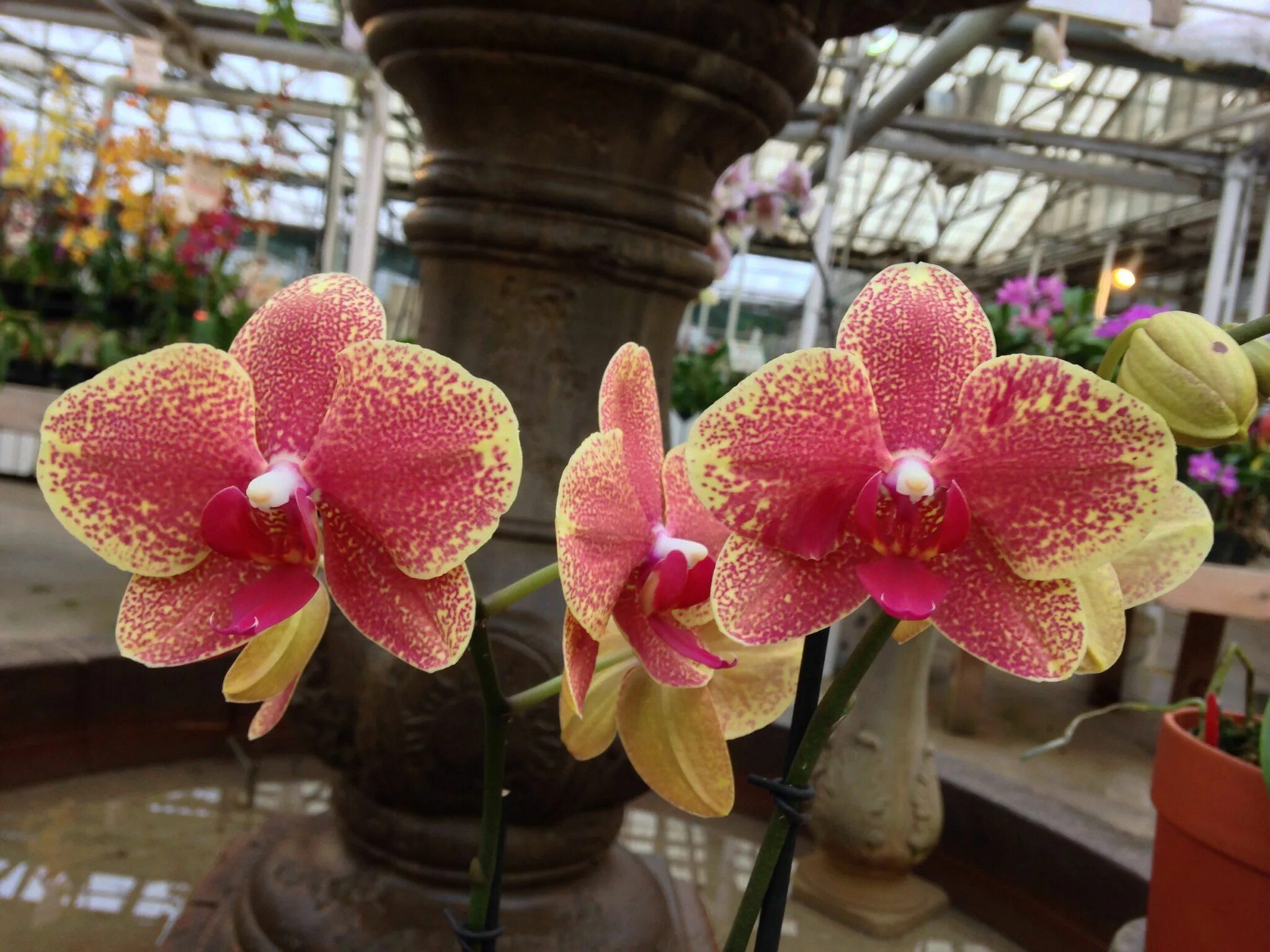 Черри бомб орхидея бабочка. Орхидея пин лонг черри. Пилонг черри орхидея. Орхидея кимоно пелорик. Орхидея черри бомб пелорик.