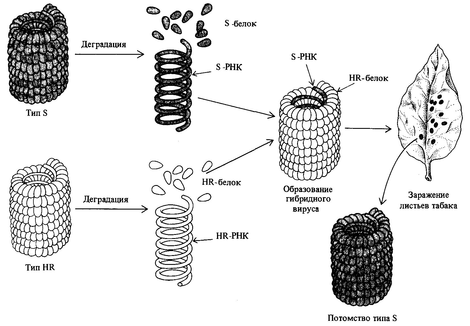 Строение вирусов растений. ВТМ вирус табачной мозаики. Схематическое строение вирус табачной мозаики. Строение вируса мозаики табака. Строение вируса табачной мозаики рисунок.