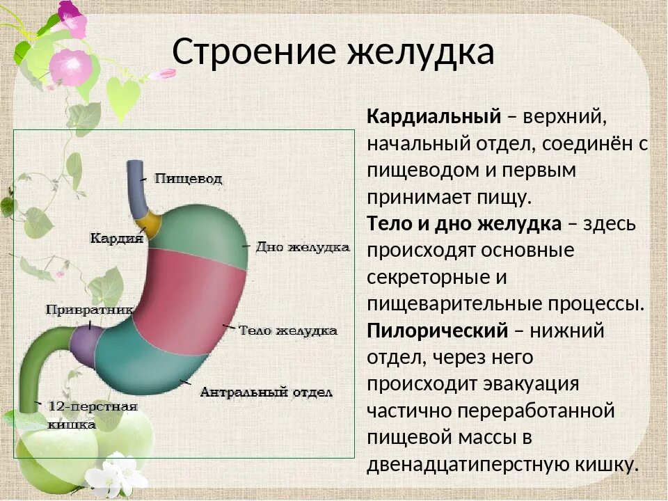 Желудок функция отдела