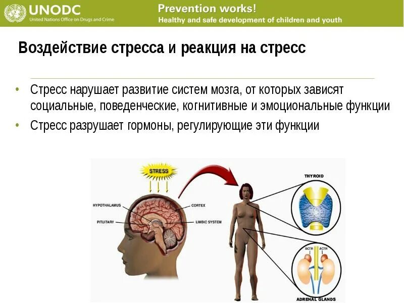 От чего зависит реакция человека. Влияние стресса на мозг. реакция на стресс. реакция мозга на стресс. стресс и мозг человека.