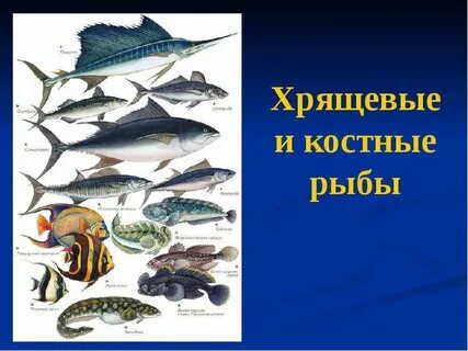 Хрящевые рыбы костные рыбы презентация
