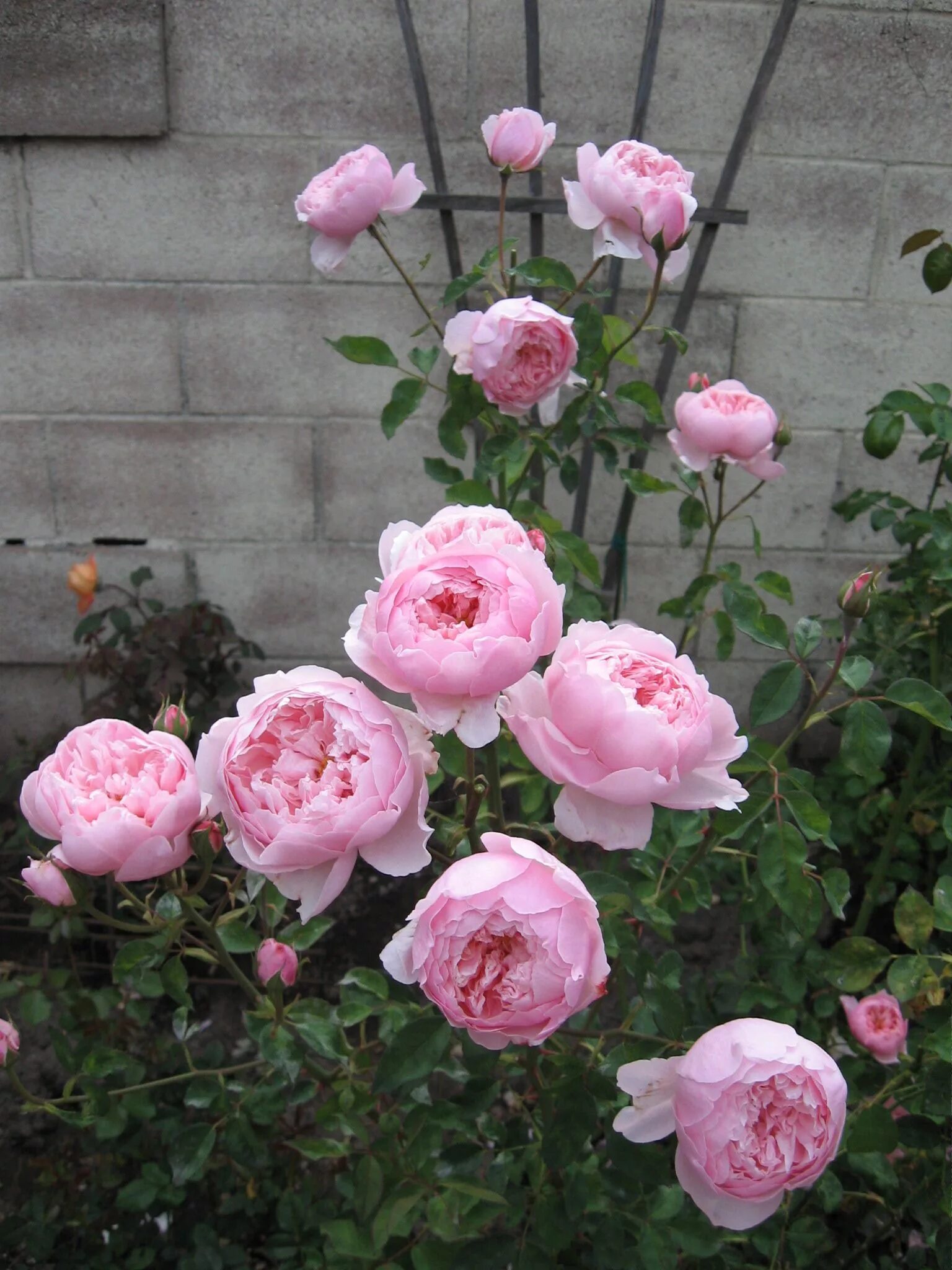 Алнвик роуз (the alnwick rose). Зе алнвик роуз. Зе алнвик роуз. Зе алнвик роуз. Остин алнвик роуз.