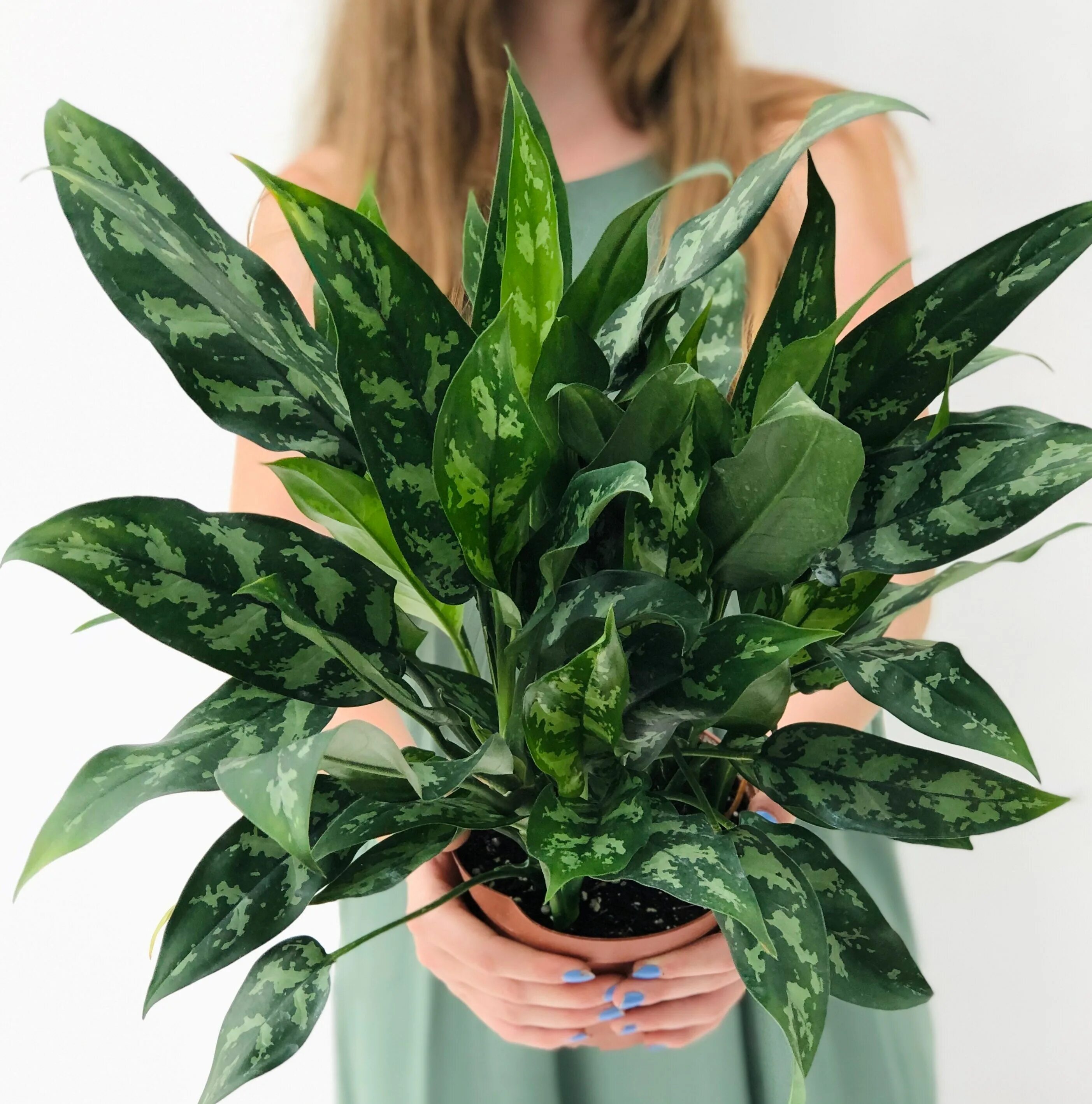 Аглаонема сорт мария фото Aglaonema Chinese evergreen plant, Evergreen plants, Chinese evergreen