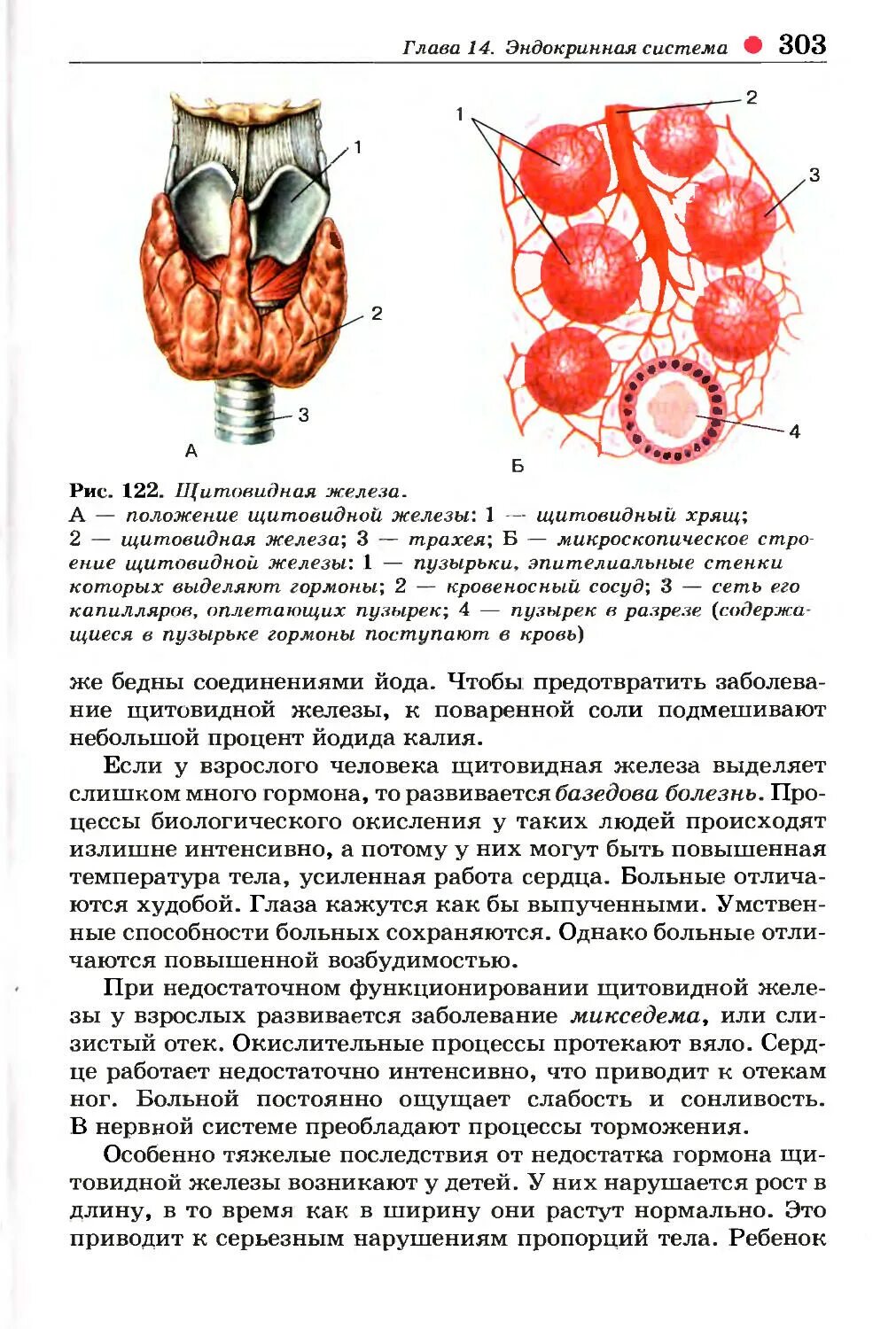 Структурные изменения щитовидной. Строение щитовидной железы человека анатомия. Строение щитовидной железы биология 8 класс. Анатомическое строение щитовидной железы кратко. Схема анатомии щитовидной железы.