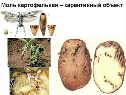 Как бороться с картофельной молью
