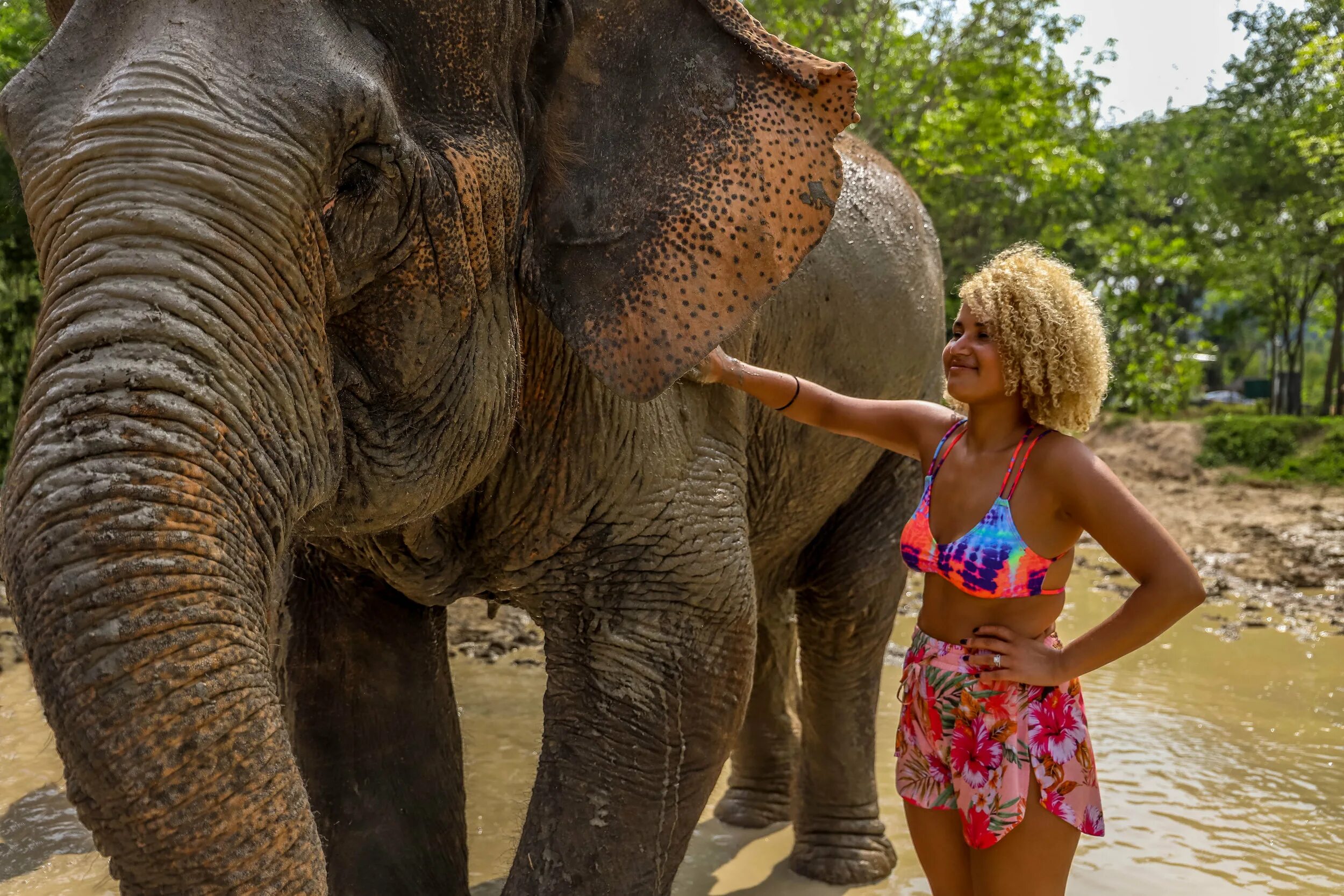 Elephant sanctuary park. Пхукет Элефант Санктуари. Центр реабилитации слонов Пхукет. Пхукет слоны джунгли. Элефант парк Пхукет.