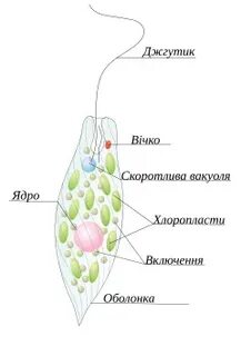 Порно видео: Брат трахает қарындасы қатты