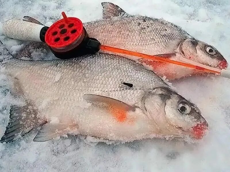 Подлещик зимой. Зимняя рыбалка подлещика. Зимняя рыбалка на леща. Ловля леща зимой видео. Рыбалка на леща зимой.