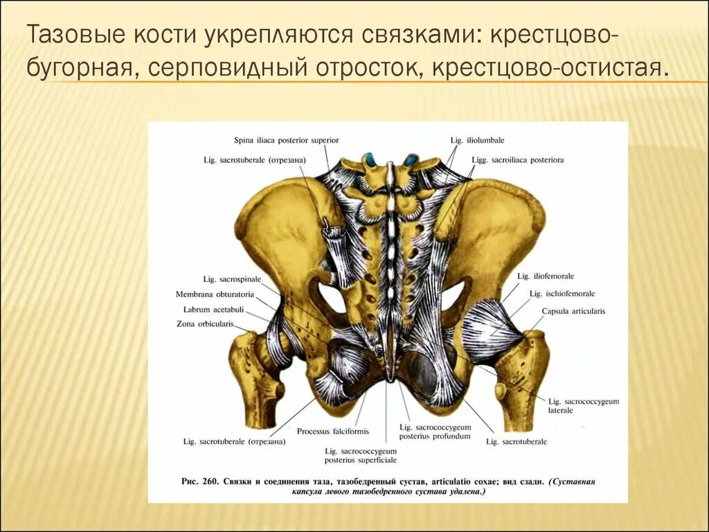 Лобковая и седалищная кости полуподвижные. Крестцово остистая и крестцово Бугорная связка анатомия. Кресто Бугорная связка. Кресцовоостистая связка. Крестцовоостистая вязка.