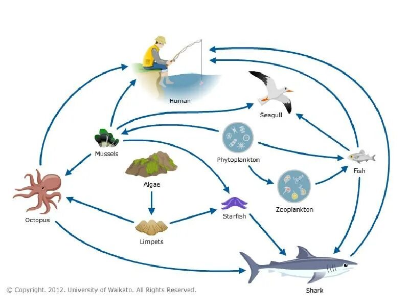 Пищевая сеть водной среды. Пищевая сеть экосистемы море. Пищевая цепь в море схема. Цепь питания в океане. Цепь питания моря 5 класс биология