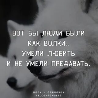 Если бы волки были