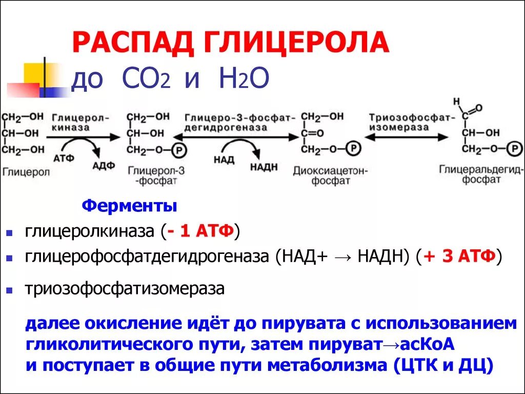 N co2 реакция. Катаболизм глицерола. Окисление пирувата до со2 и н2о. Окисление глицерина до со2 и н2о схема. Окисление лактата до со2 и н2о схема.