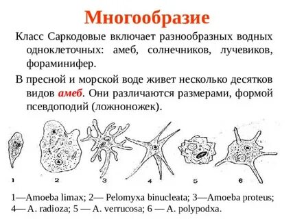 Классы простейших амеба