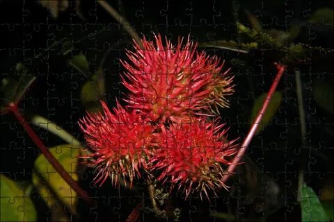Red plant