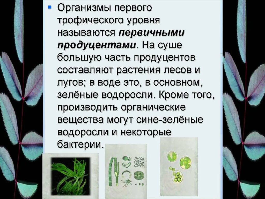 Бурая водоросль продуцент. Организмы первого трофического уровня. Растения первого трофического уровня. Как называются организмы первого трофического уровня?. Организмы второго трофического уровня.