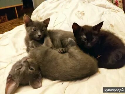 Котята в кстове