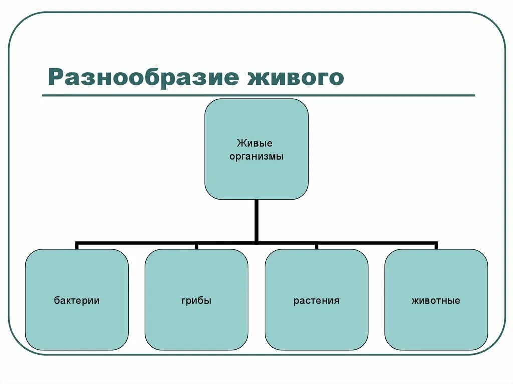 Разнообразие организмов. Многообразие живых организмов на земле. Многообразие видов живых организмов. Схема многообразие живого.