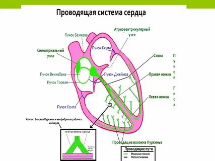 Чем представлена проводящая система сердца