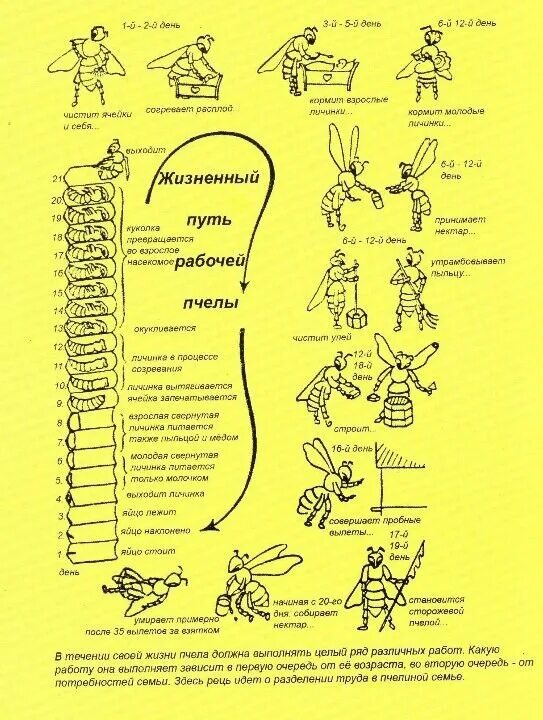 Таблица развития пчел. Цикл развития пчелиной матки схема. Жизненный цикл рабочей пчелы. Схема развития пчелы матки и трутня. Жизненный цикл пчелы медоносной схема.