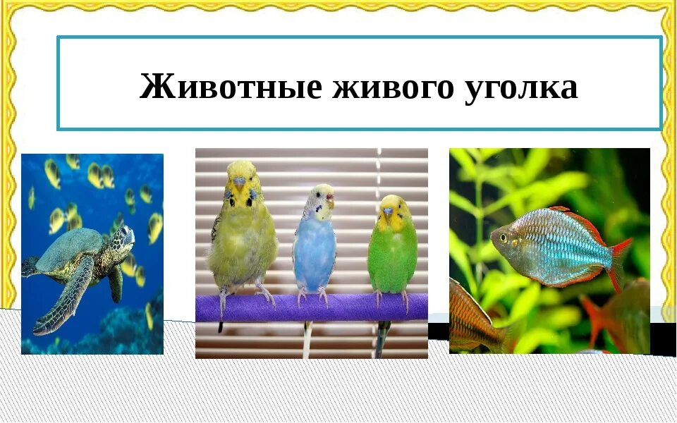 В живом уголке живет. Животные живого уголка. Обитатели живого уголка. Питомцы живого уголка. Окружающий мир животные живого уголка.