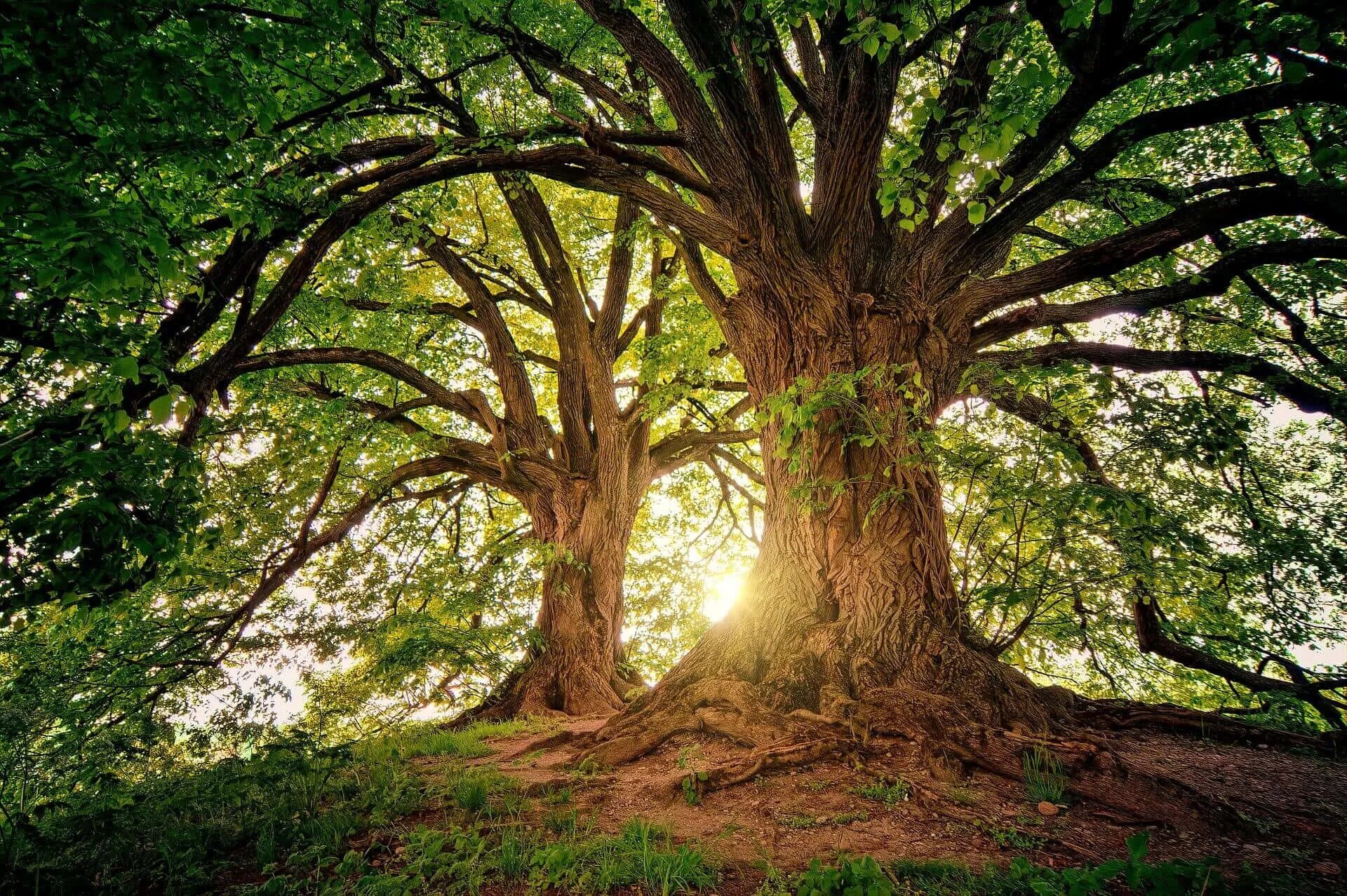 Centuries trees. Centuries trees
