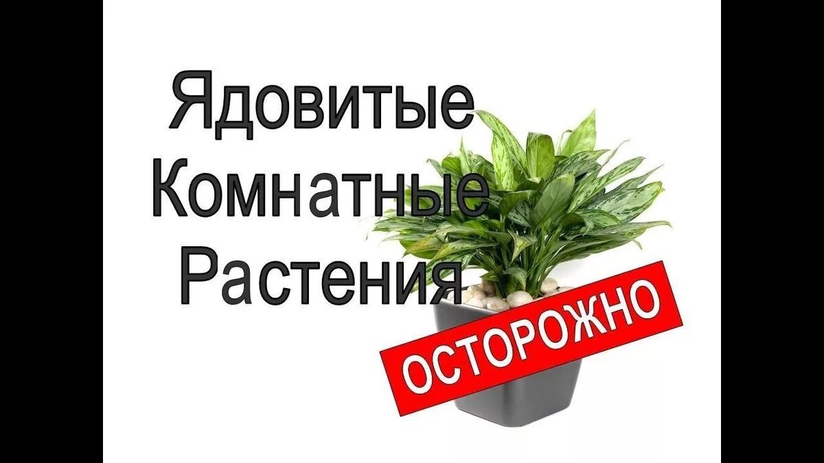 Домашние цветы опасные для людей. Ядовитые комнатные растения для человека. Ядовитые домашние цветы. Опасные комнатные цветы. Ядовитые rjvyfnystрастения.