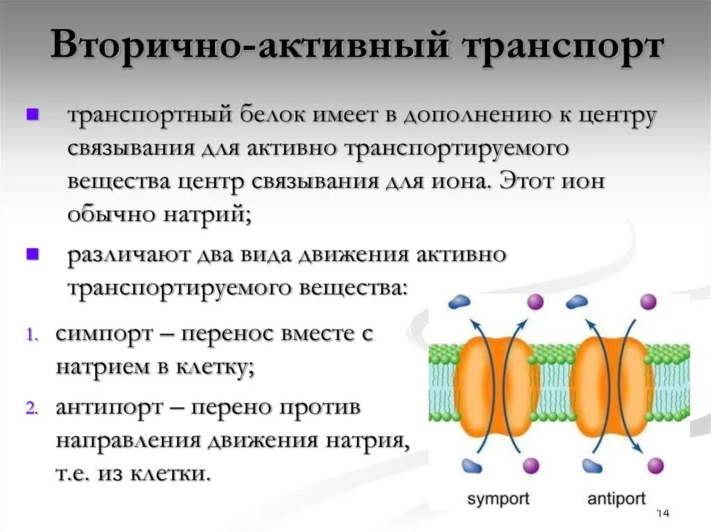 Транспорт белка происходит. Механизм вторично активного транспорта. Пример вторично активного транспорта. Первично-активный транспорт веществ через мембрану. Первично и вторично активный транспорт.
