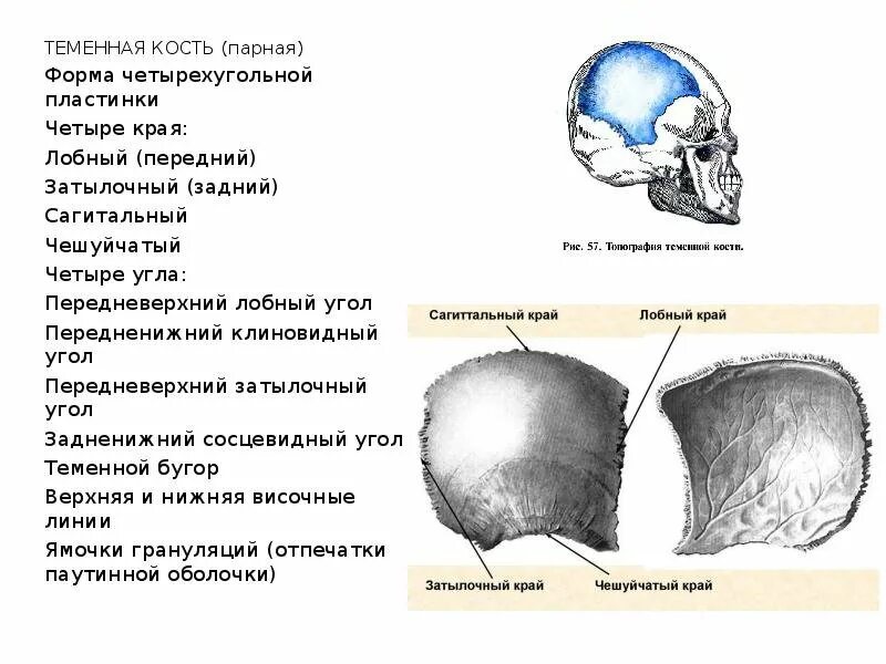 Кости черепа теменная кость анатомия. Теменная кость черепа анатомия человека. Лобная кость затылочная кость височная кость. Строение лобной чешуи.