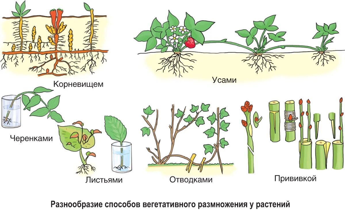 Урок размножение 9 класс