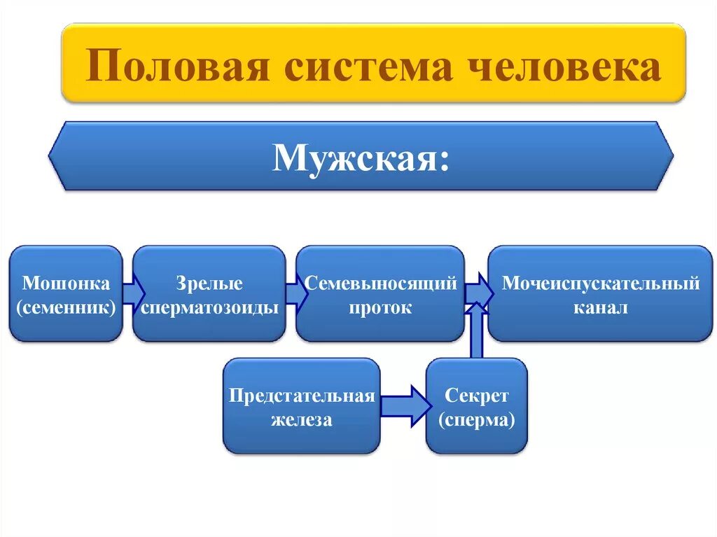 Размножение и развитие человека 8. Размножение и развитие человека. Размножение человека презентация. Эволюция размножения людей. Картинки размножение и развитие человека.