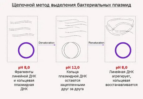 Введение плазмид в бактериальные