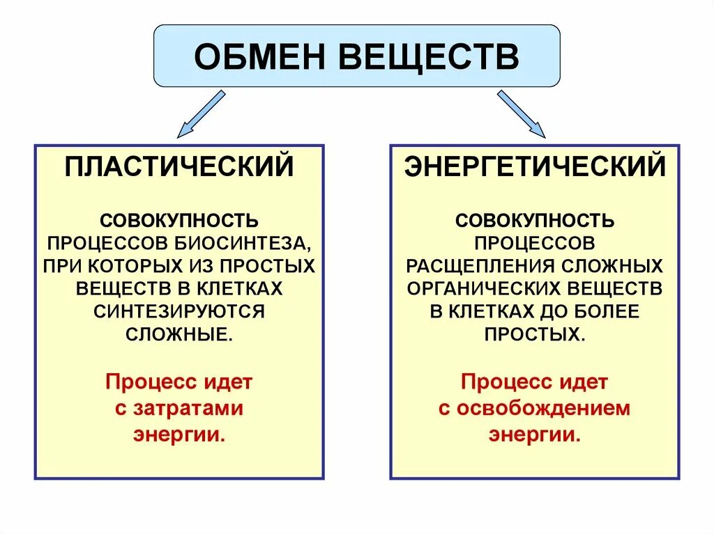 Биология 8 класс пластический и энергетический обмен