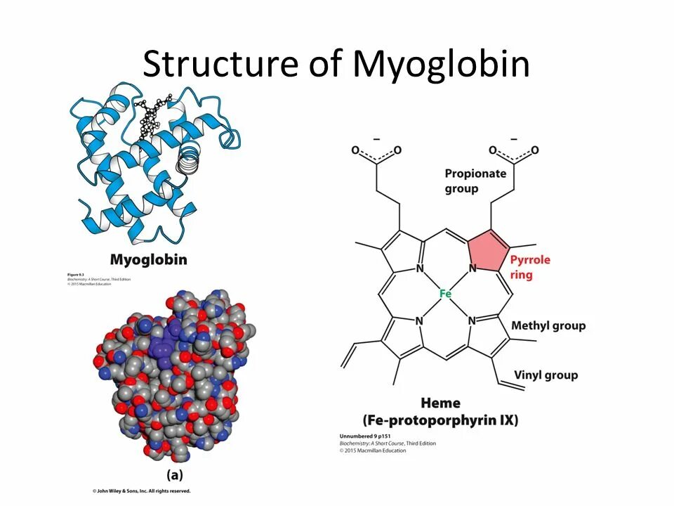 Какова функция миоглобина. Миоглобин четвертичная структура. Миоглобин строение. Миоглобин и метмиоглобин структура. Миоглобин формула биохимия.