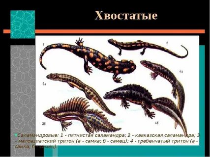 Хвостатые примеры