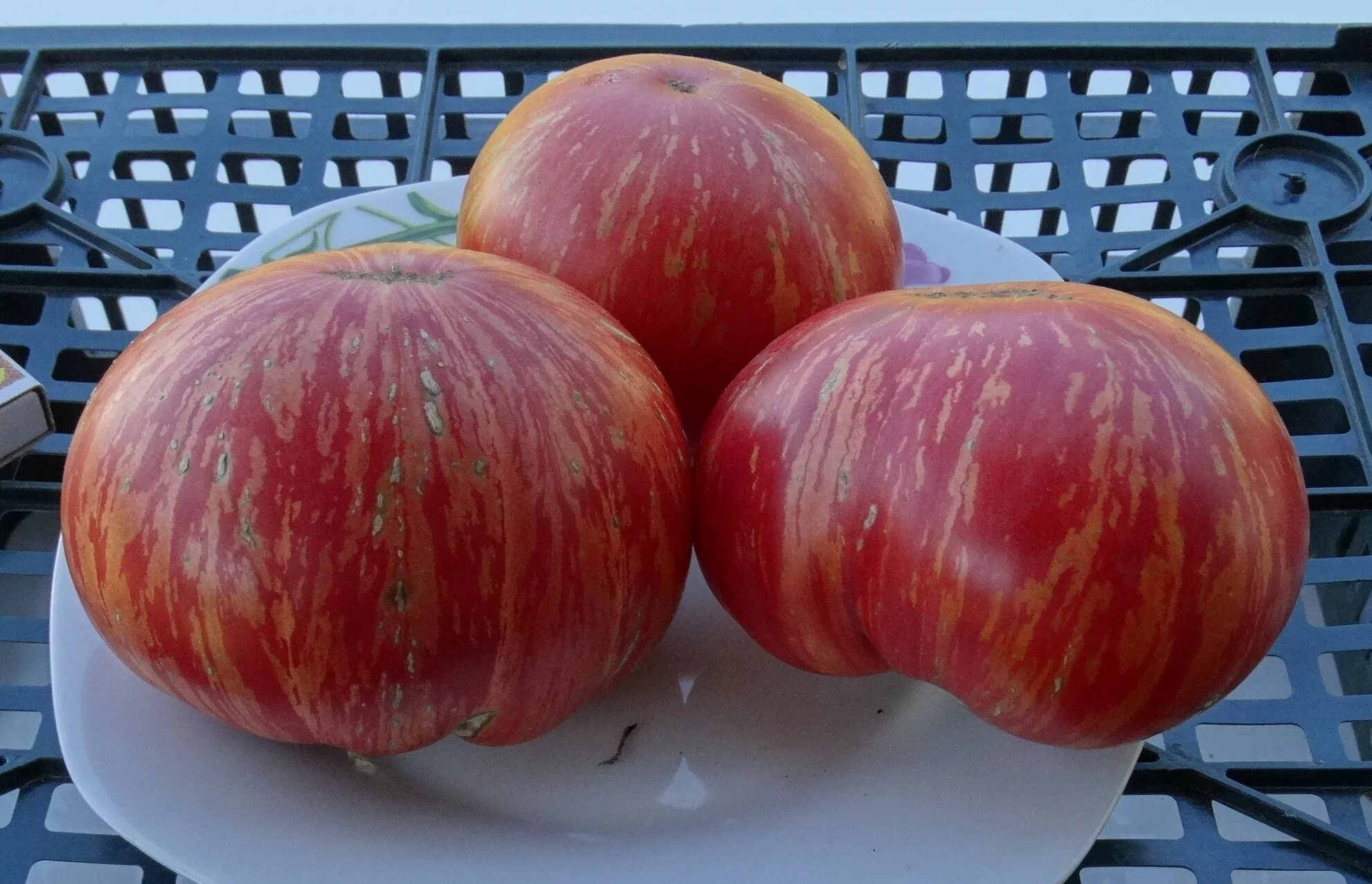 Сорт томата боливар. Томат темная королева семена. Томат сорта аметистовое сердце. Помидоры сорт королев. "королева красоты классическая" томат.