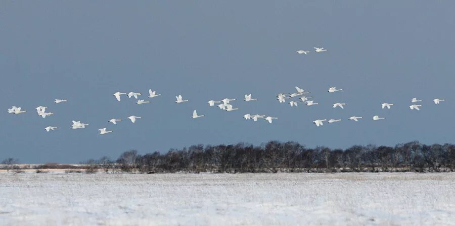 стая птиц над полем. птицы живопись. вечер небо птицы. птицы улетают снег. осень птицы улетают.