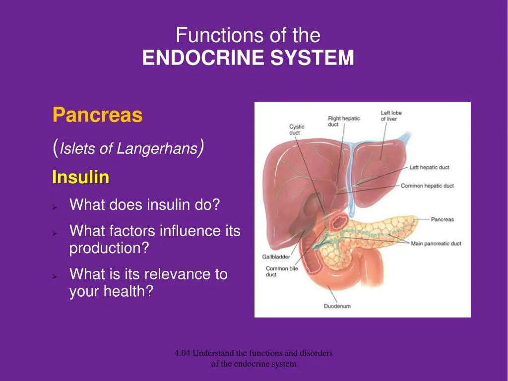 What is its function. Endocrine system functions. function of pancreas. function organs of the endocrine system. what is the function of endocrine system?.