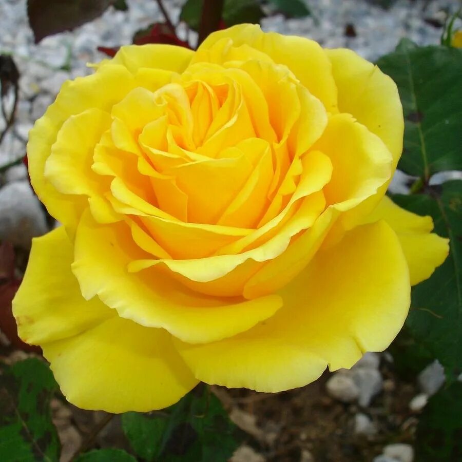 Pin on Virágok Yellow roses, Beautiful rose flowers, Flowers nature