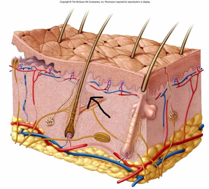 Микро кожи. Строение кожи. Кожа человека. Кожа анатомия. Структура кожи человека.