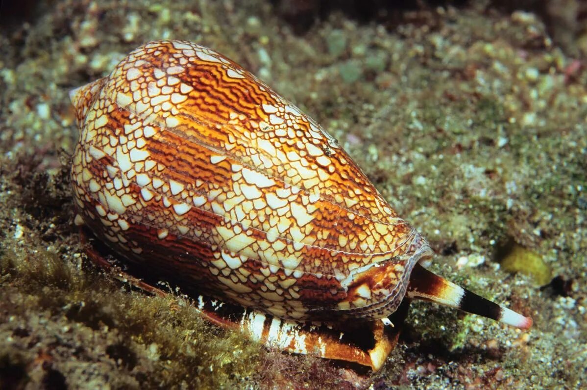 Морские брюхоногие. Морские брюхоногие моллюски. Конус географус улитка. Хищные брюхоногие моллюски. Брюхоногий моллюск конус.