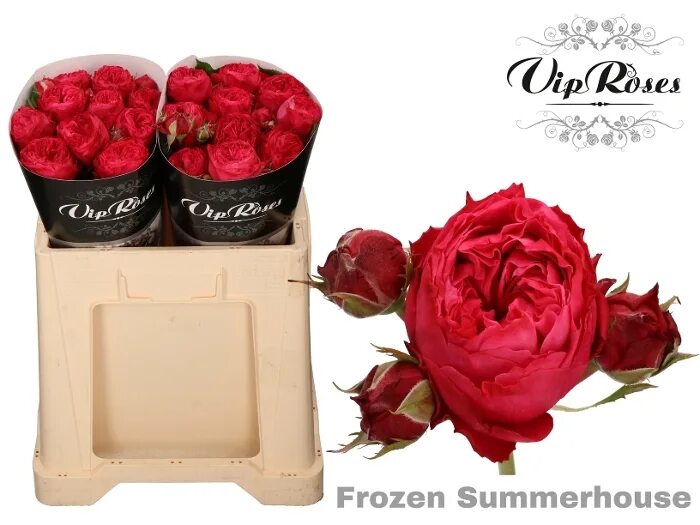 Вип розы. Роза Frozen Summerh. Роза VIP Roses. Роза VIP New RR. Роза VIP New Yel XXL.