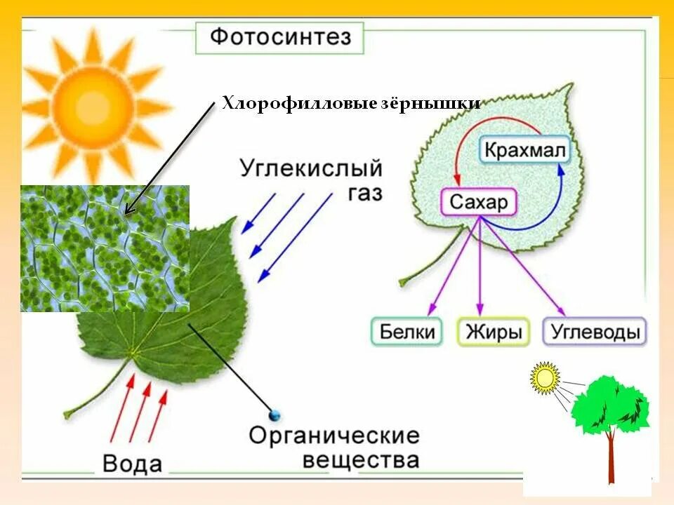 Рисунок фотосинтеза. Схема фотосинтеза у растений. Фотосинтез листа схема. Схема рисунок процесса фотосинтеза 6. Процесс фотосинтеза у растений схема.