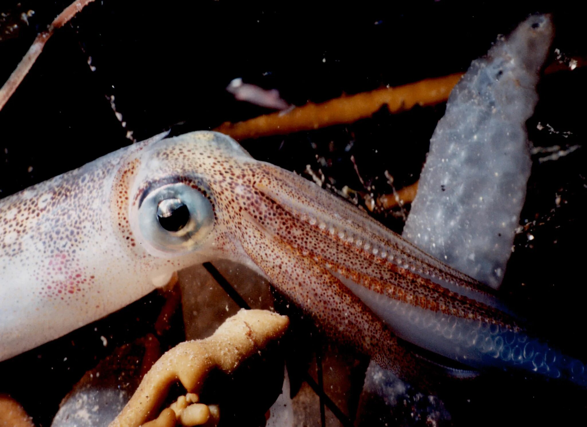 Squid через squid