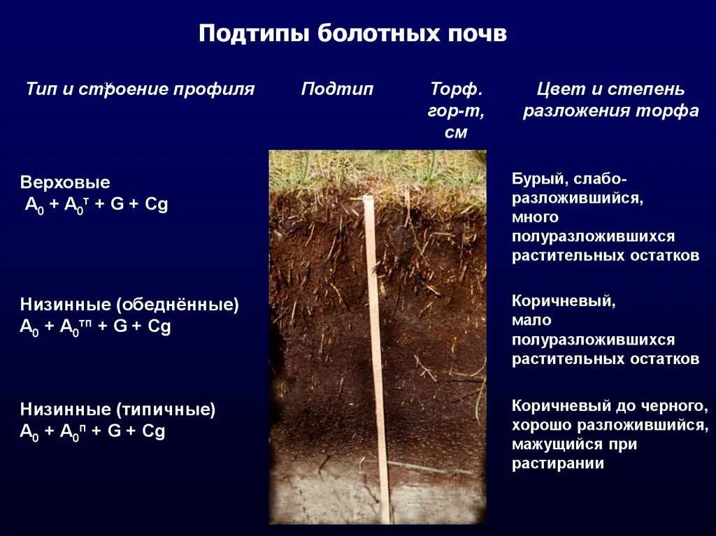 Болотный тип почвы. Болотные почвы профиль. Типы болотных почв. Строение болотных почв. Виды почв Болотная.