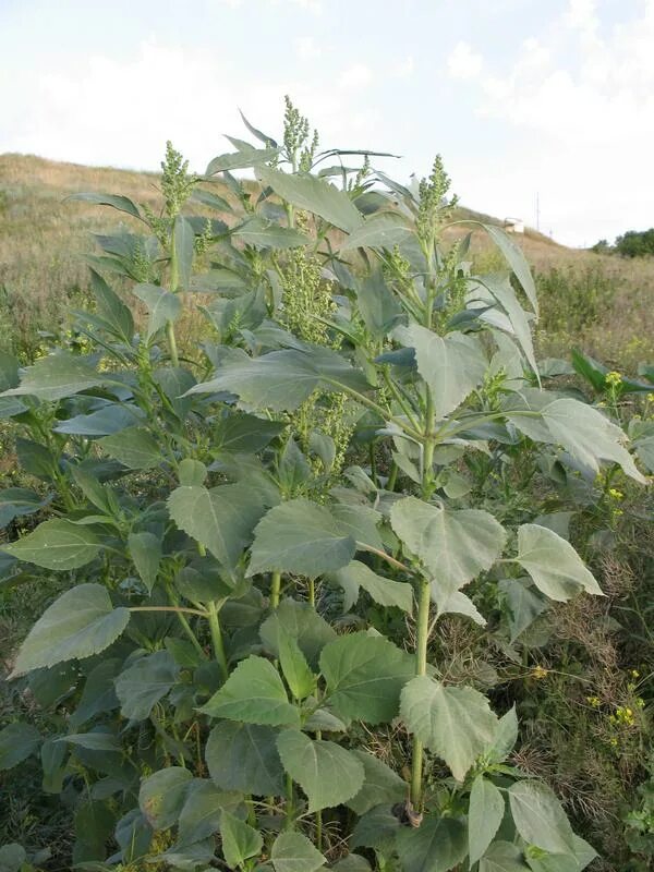 Амброзия циклахена дурнишниколистная. Циклахена дурнишниколистная. Циклахена дурнишниколистная. Циклахена дурнишниколистная сорняк. Циклахена сорняк.