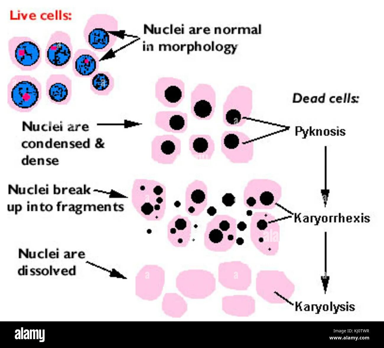 Changing cells
